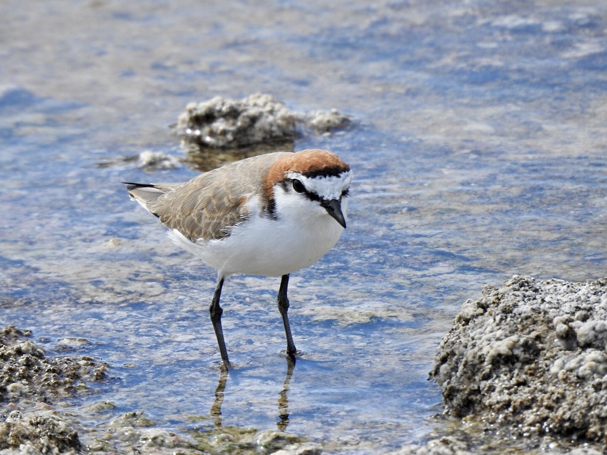 Red-capped Plover - ML616763759