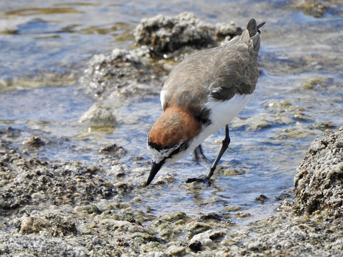 Red-capped Plover - ML616763760