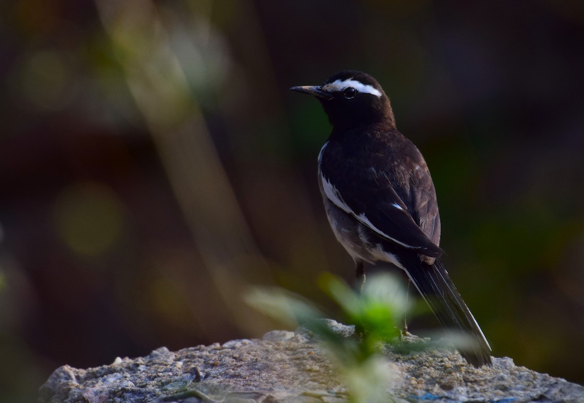 White-browed Wagtail - ML616763821