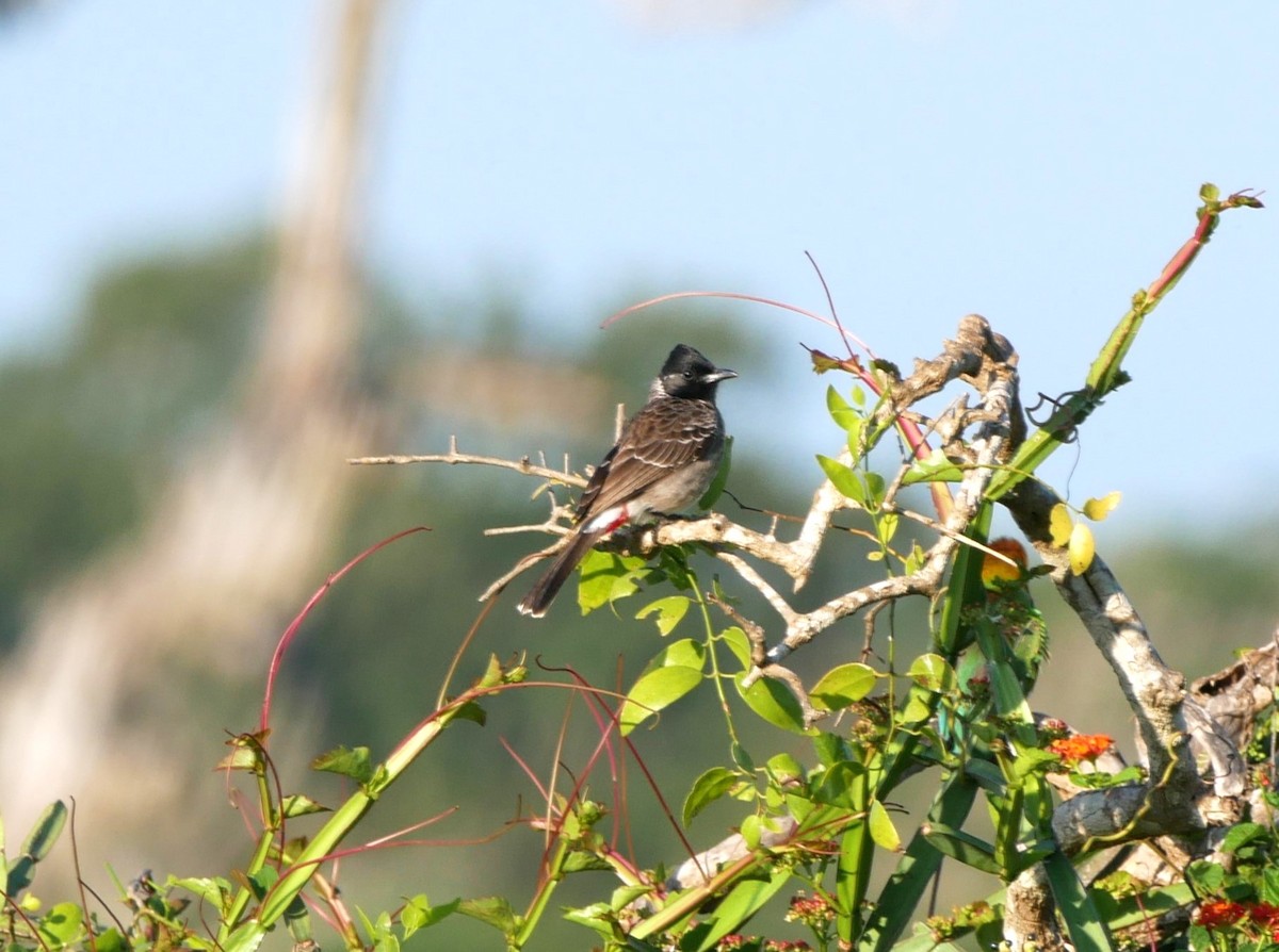 Red-vented Bulbul - ML616763887