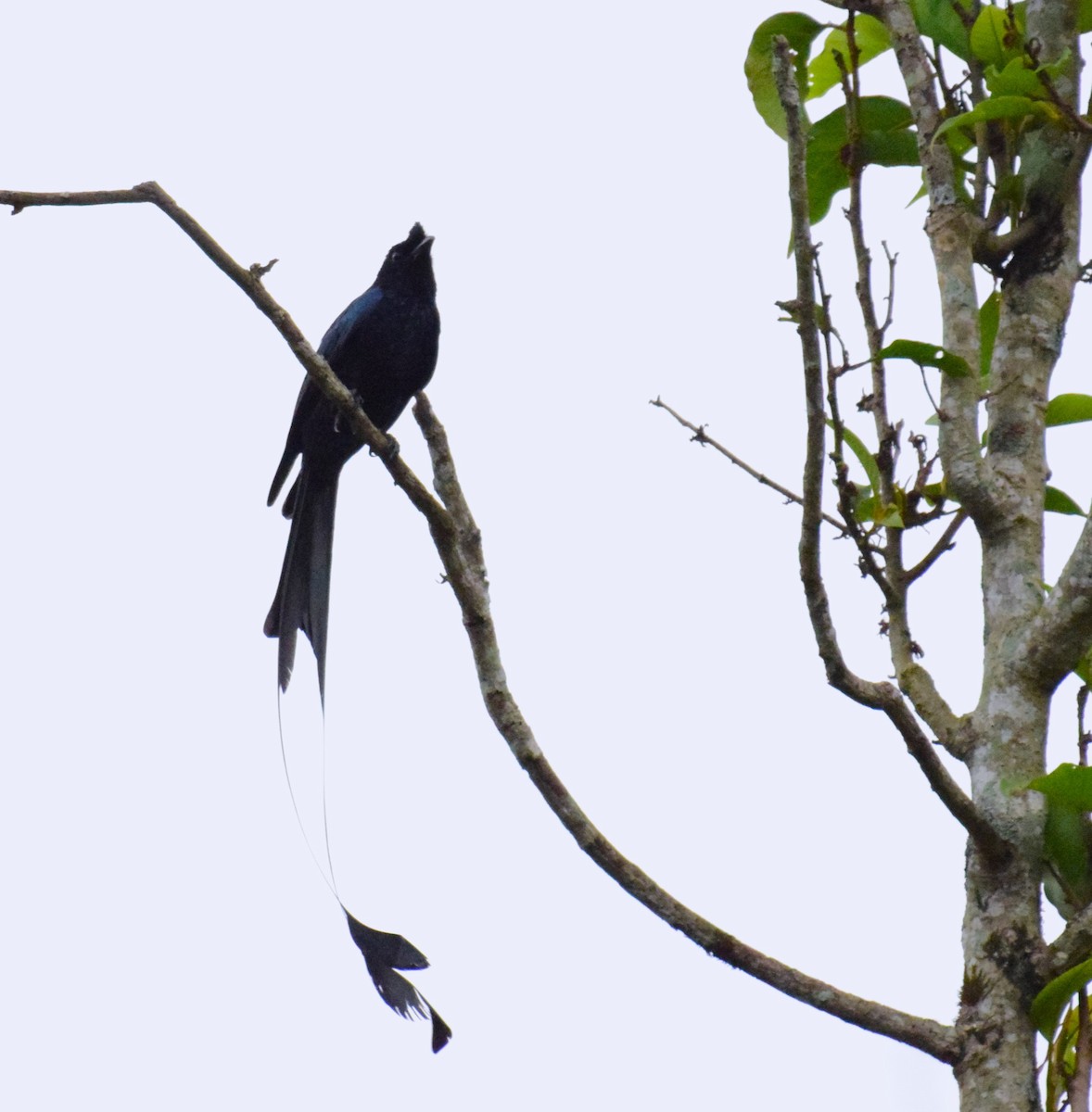 Greater Racket-tailed Drongo - ML616763902