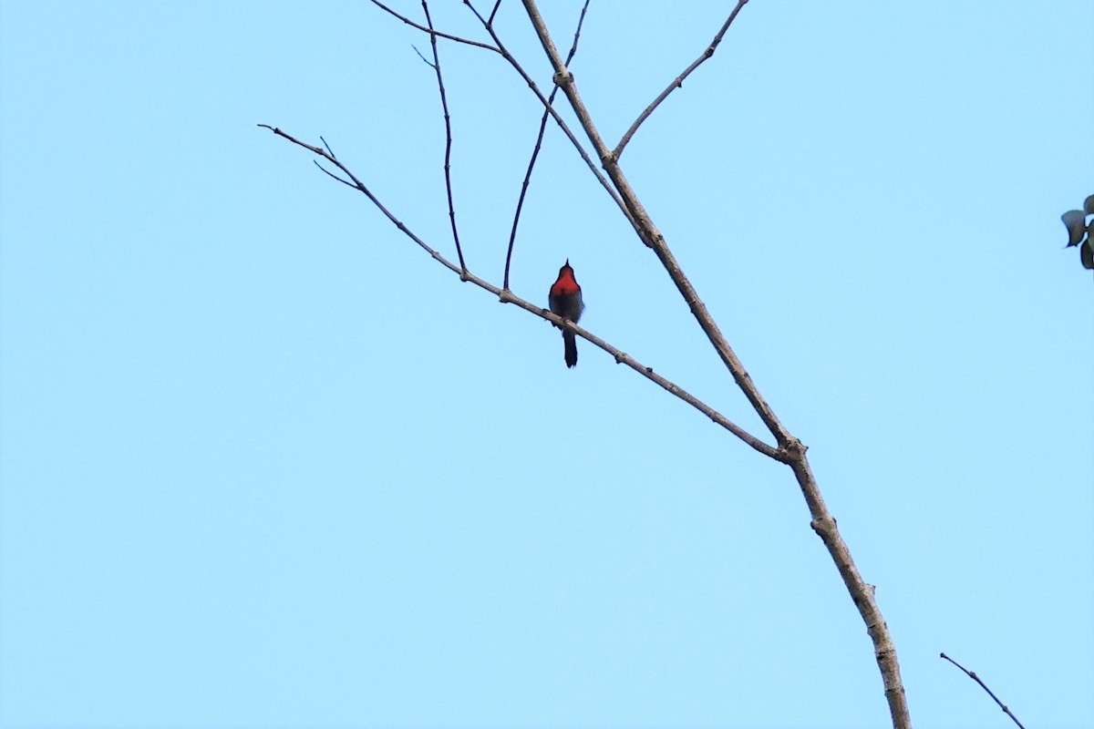 Crimson Sunbird (Crimson) - ML616763904