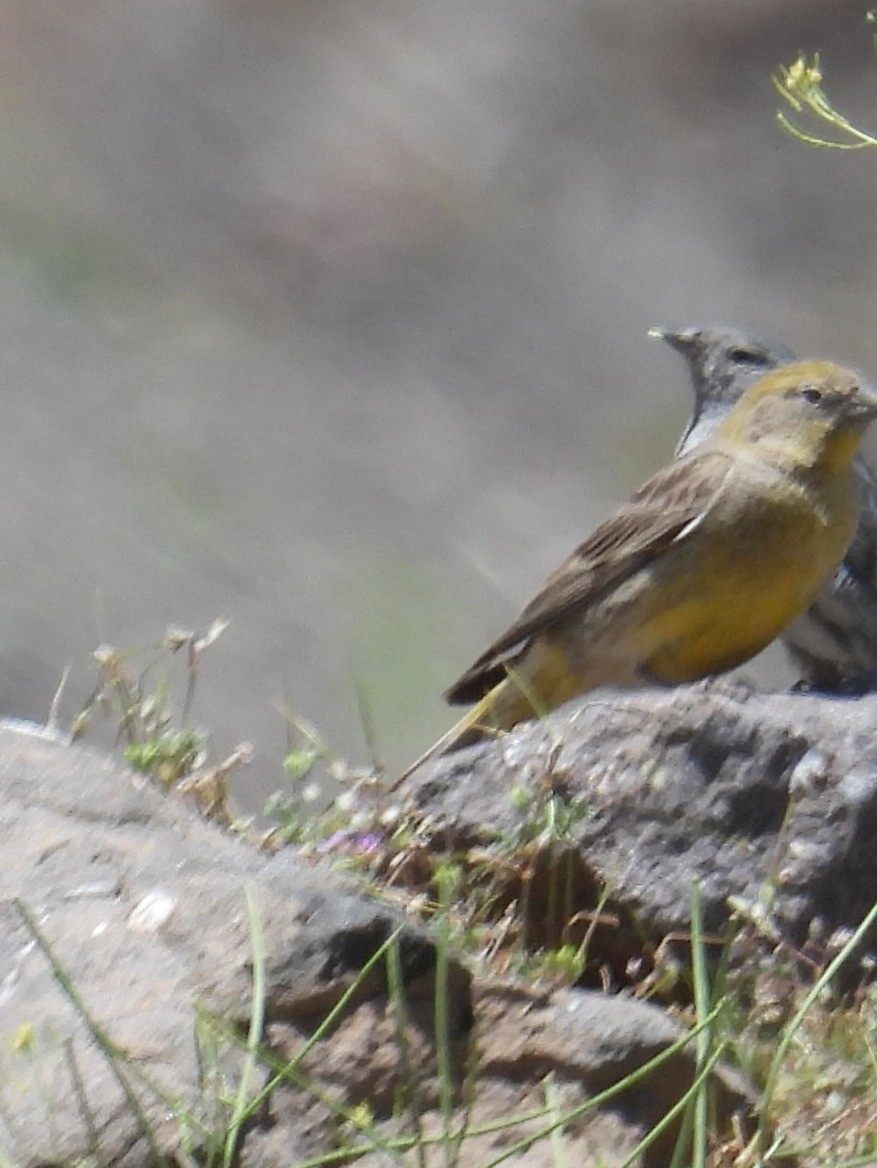 Greater Yellow-Finch - ML616763924