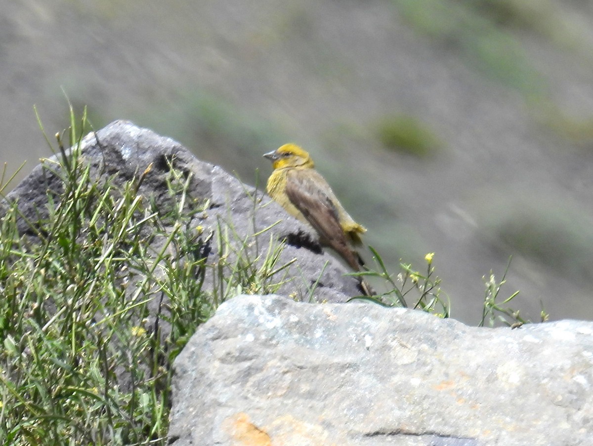 Greater Yellow-Finch - ML616763925