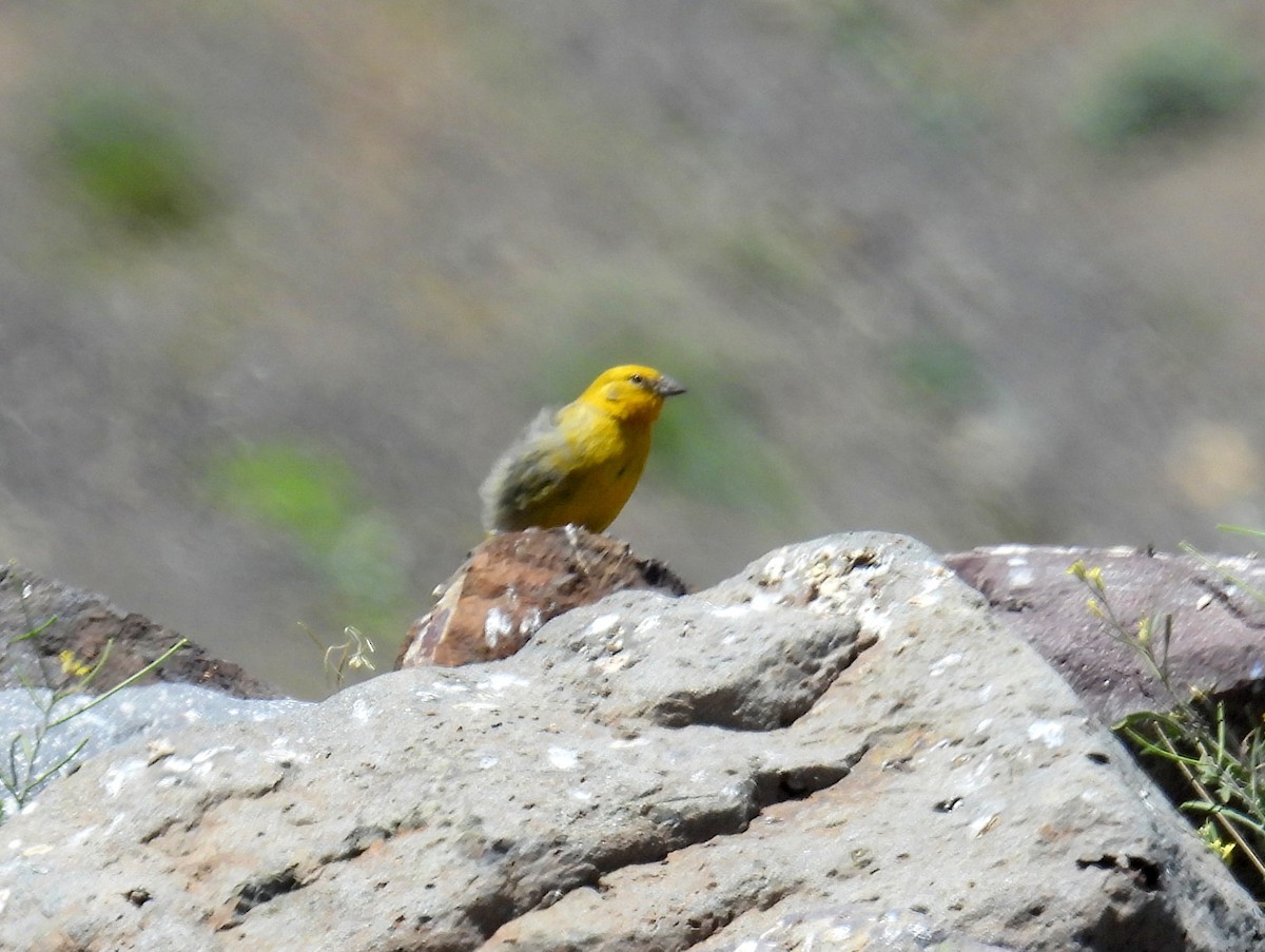 Greater Yellow-Finch - ML616763926