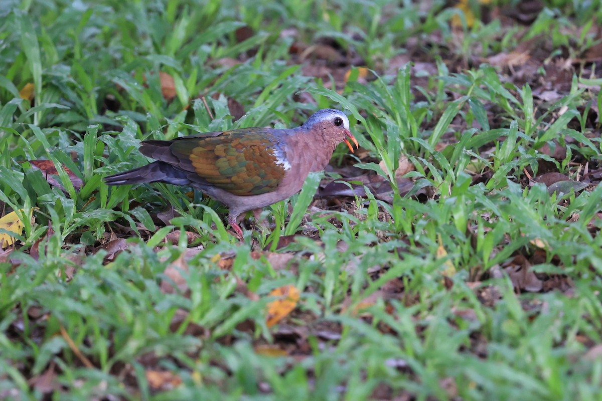holub zelenokřídlý - ML616763930