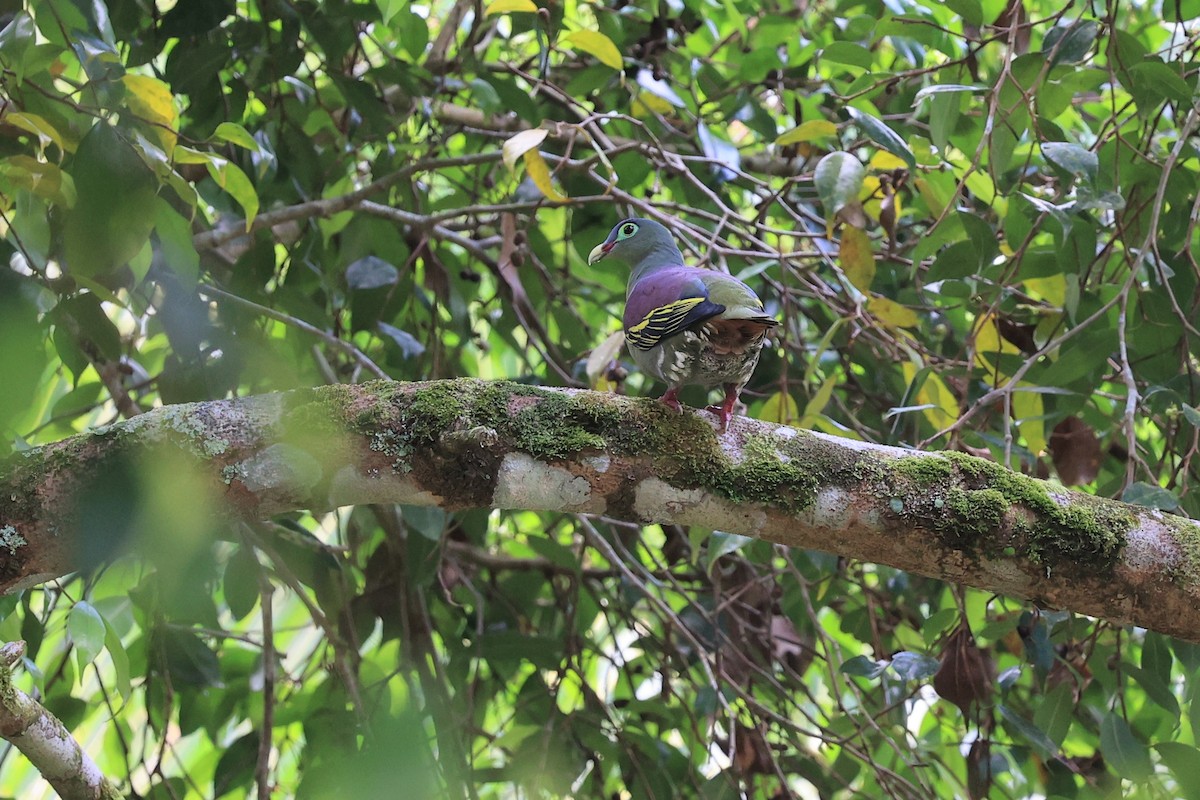 holub indomalajský (ssp. curvirostra) - ML616763938