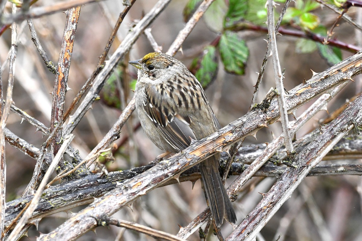 Golden-crowned Sparrow - Ed Thomas