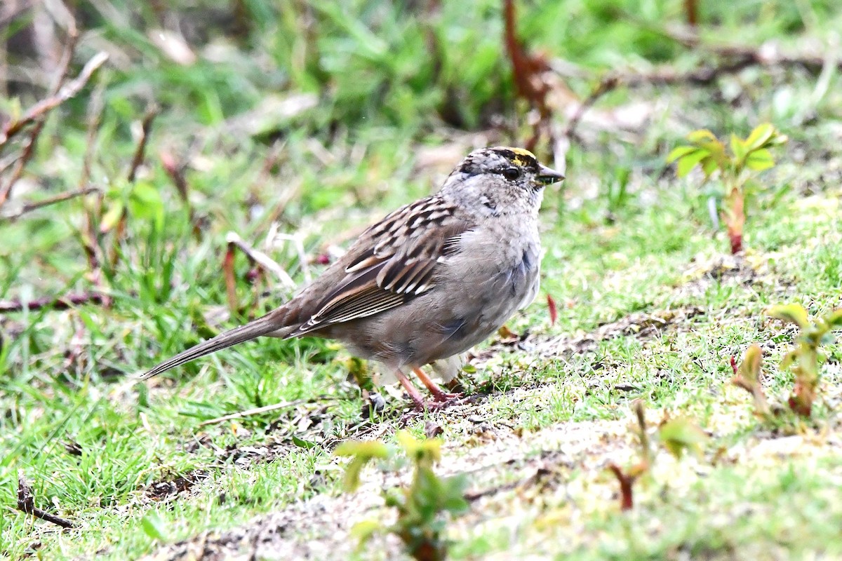 Golden-crowned Sparrow - ML616763968