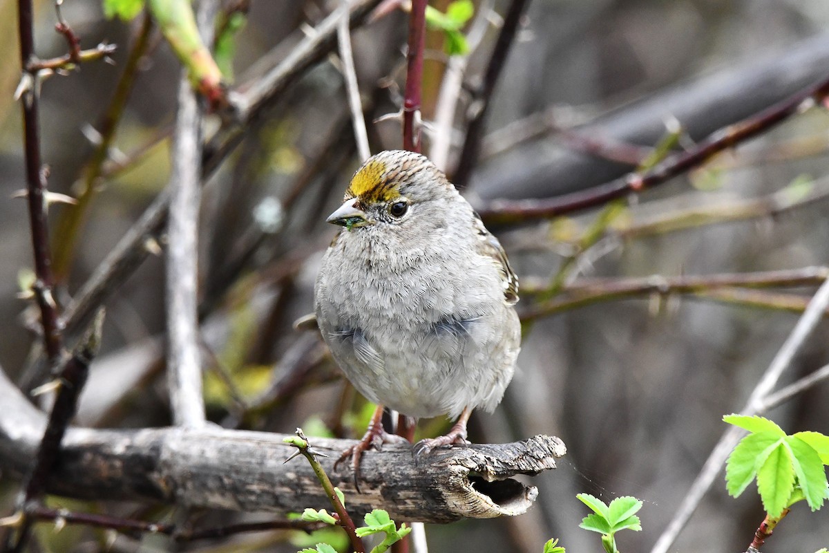 Golden-crowned Sparrow - ML616763969