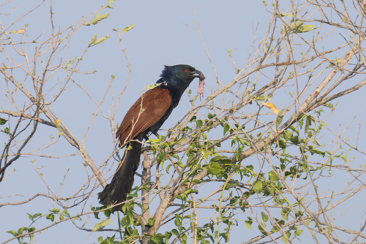 Greater Coucal (Greater) - ML616764001