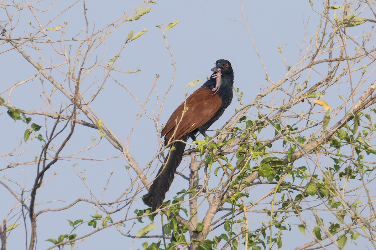 Greater Coucal (Greater) - ML616764003