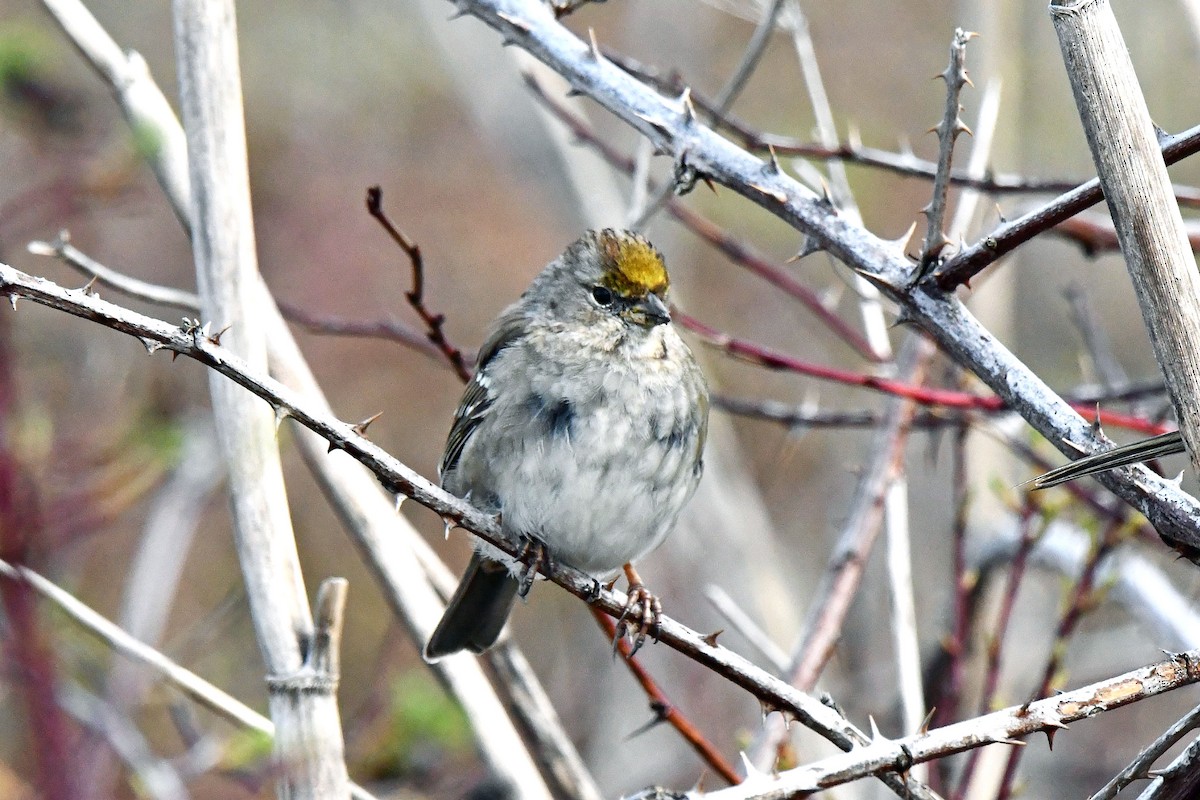 Golden-crowned Sparrow - Ed Thomas
