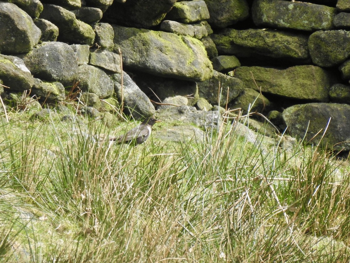 Ring Ouzel (Northern) - ML616764059