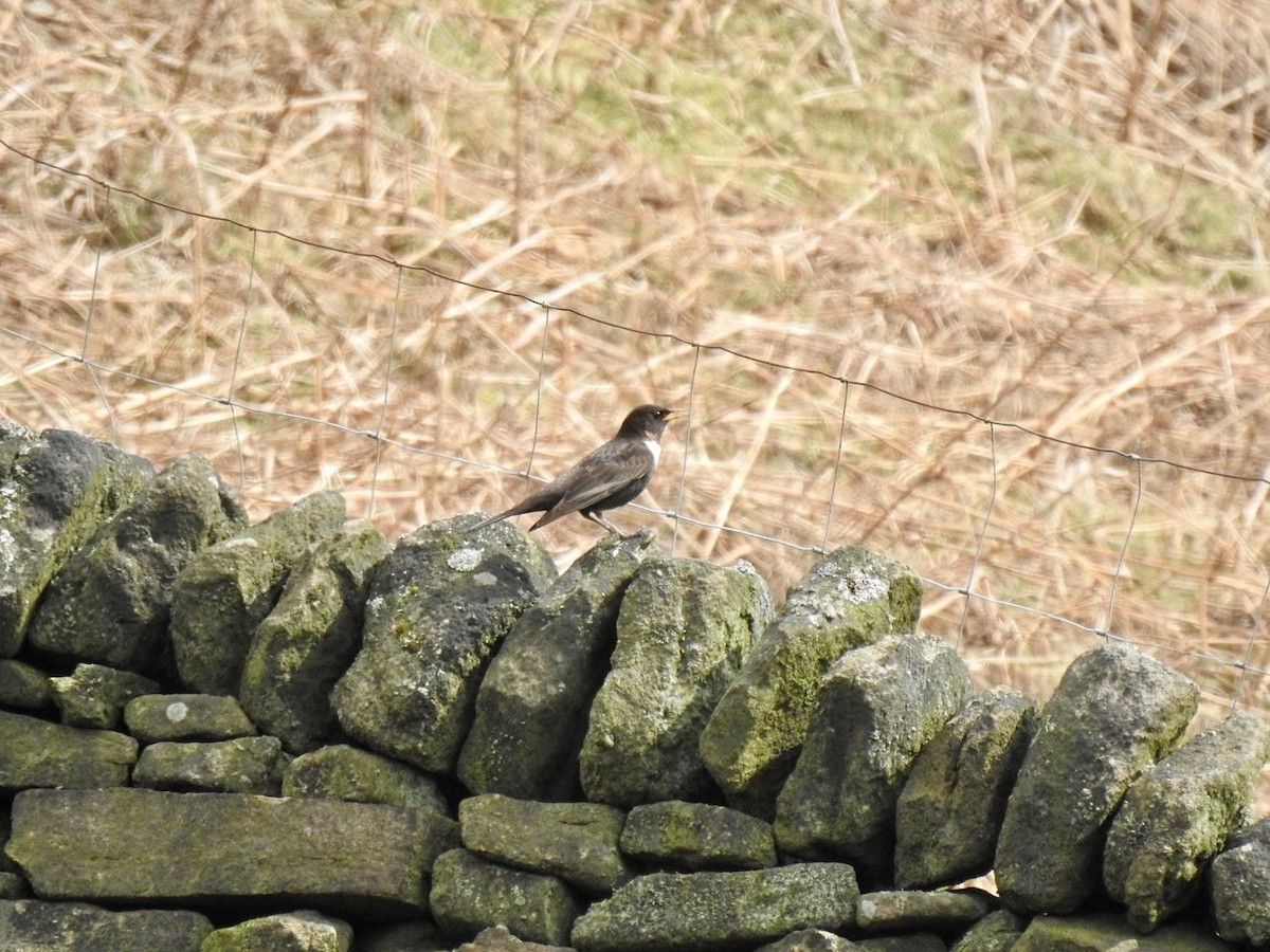 Ring Ouzel (Northern) - ML616764060