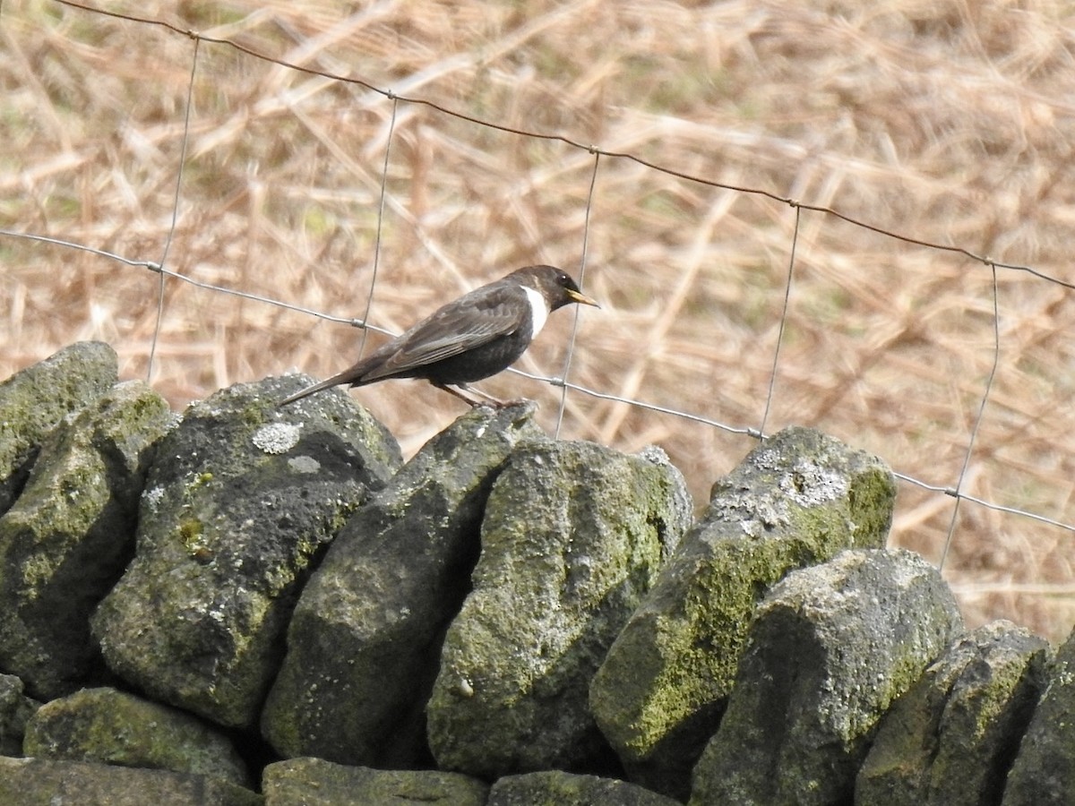Ring Ouzel (Northern) - ML616764061