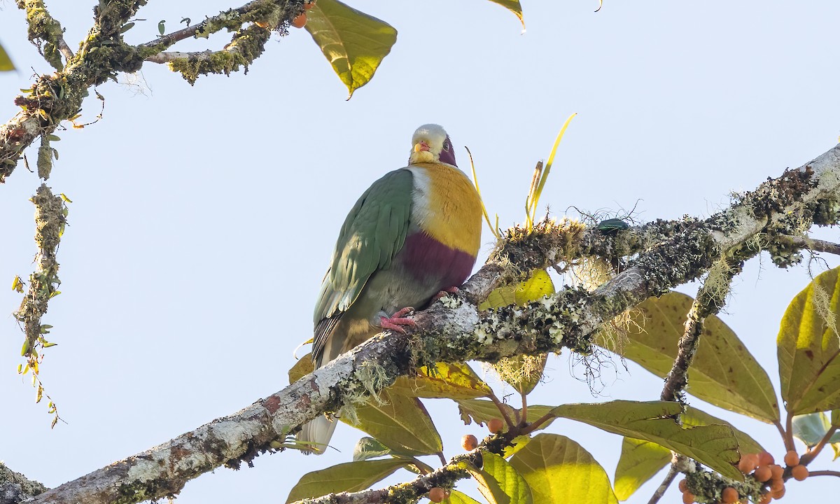Yellow-breasted Fruit-Dove - ML616764162