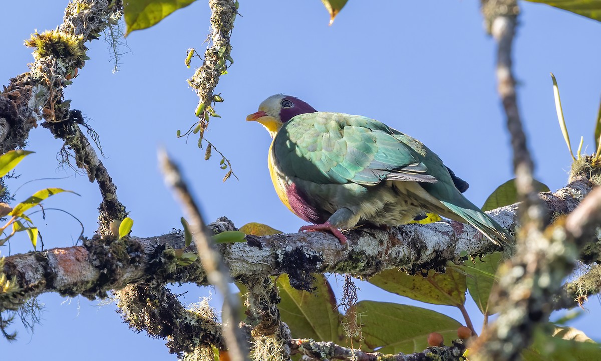 Yellow-breasted Fruit-Dove - ML616764166