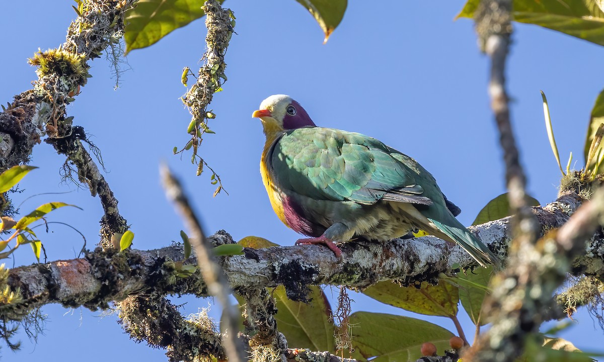 Yellow-breasted Fruit-Dove - ML616764168