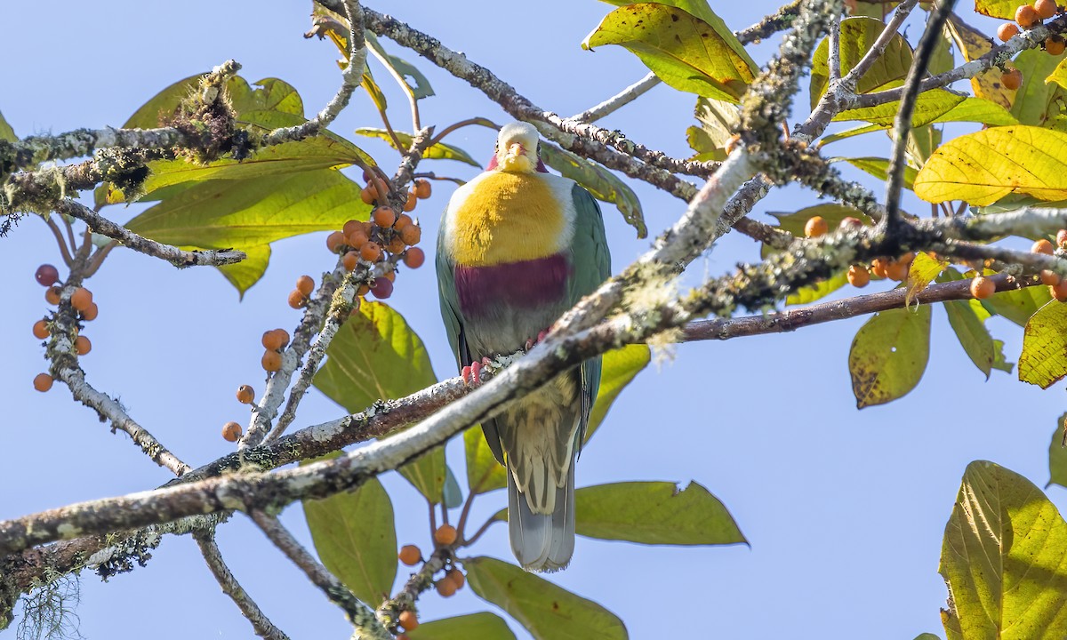 Yellow-breasted Fruit-Dove - ML616764169