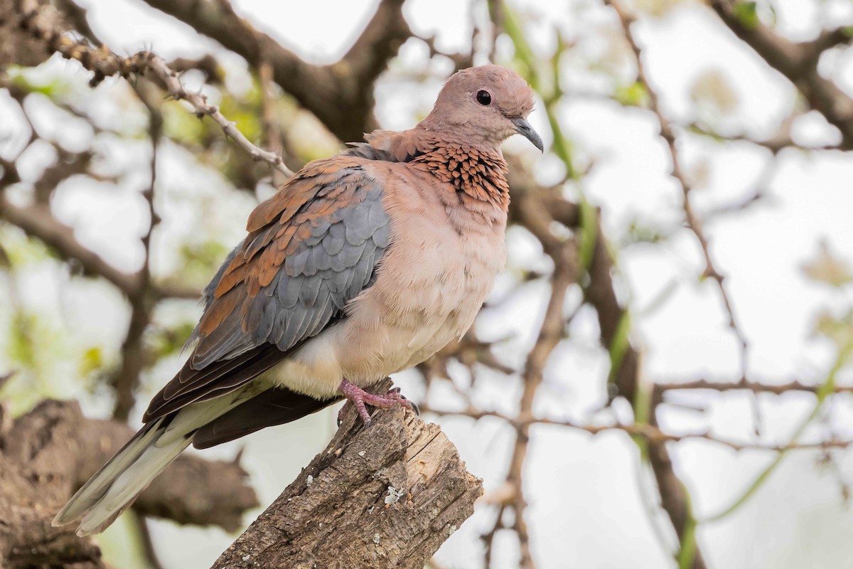 Laughing Dove - ML616764190