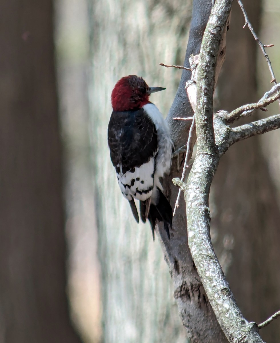 Red-headed Woodpecker - ML616764197
