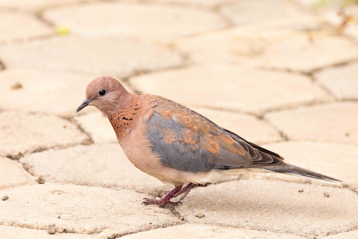 Laughing Dove - ML616764198