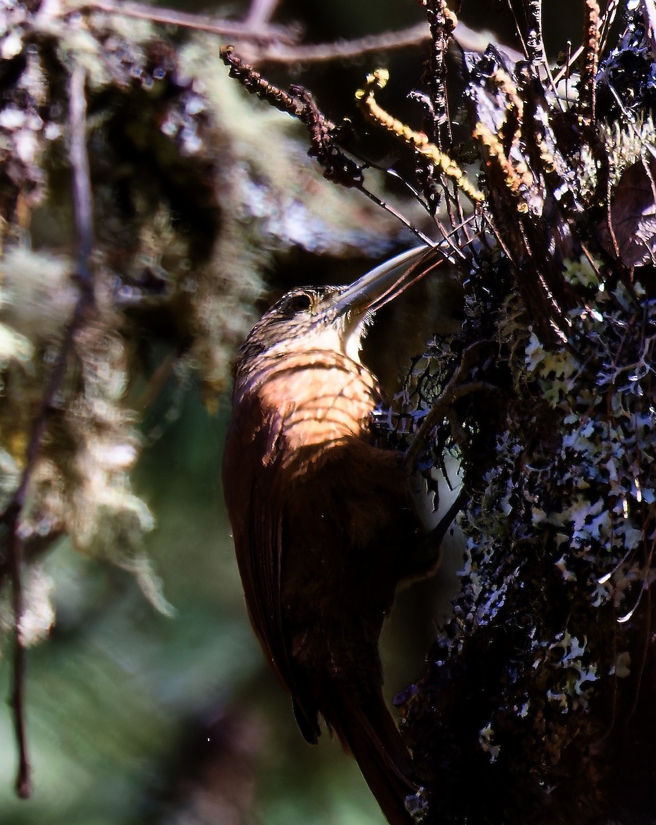 Strong-billed Woodcreeper (Central American) - Doug  Ward