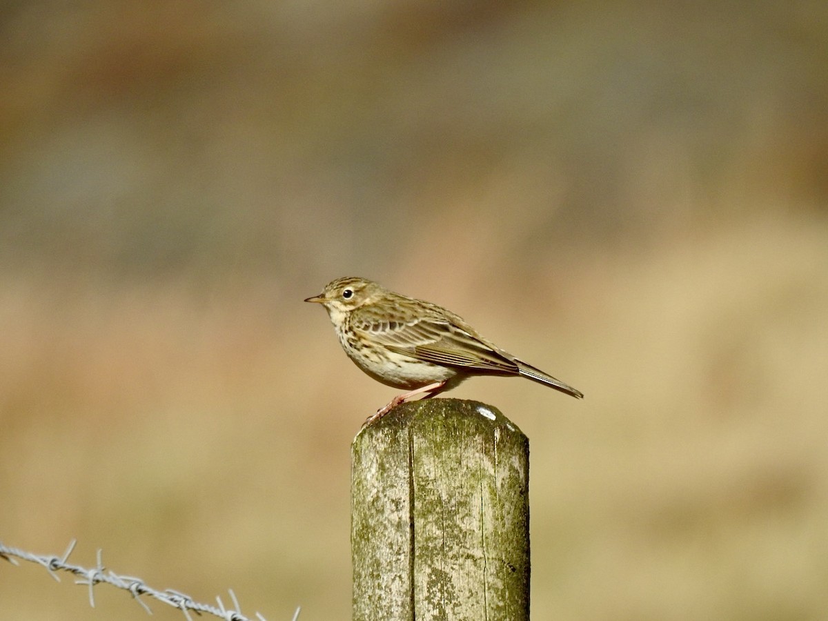 Meadow Pipit - ML616764284