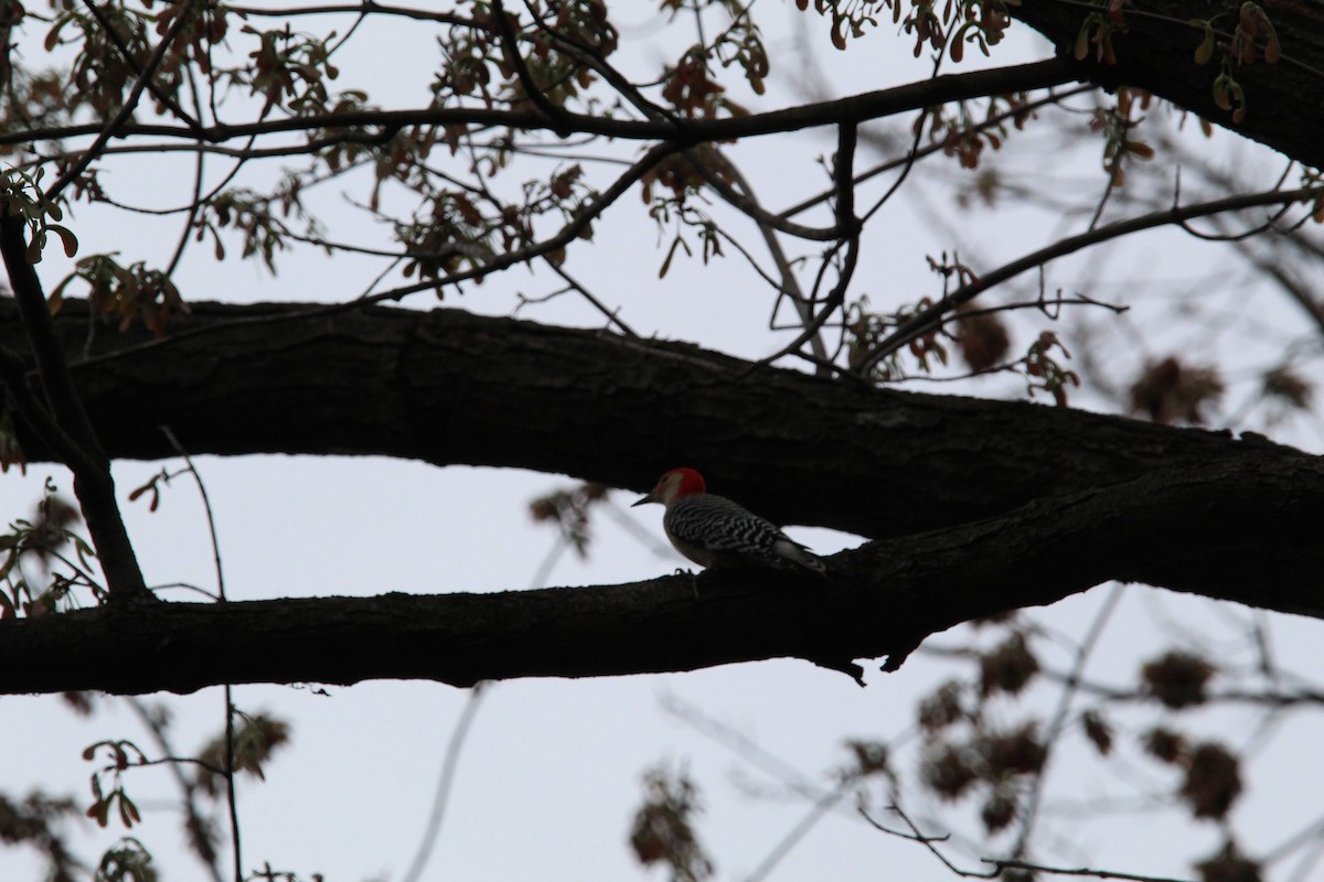 Red-bellied Woodpecker - ML616764428
