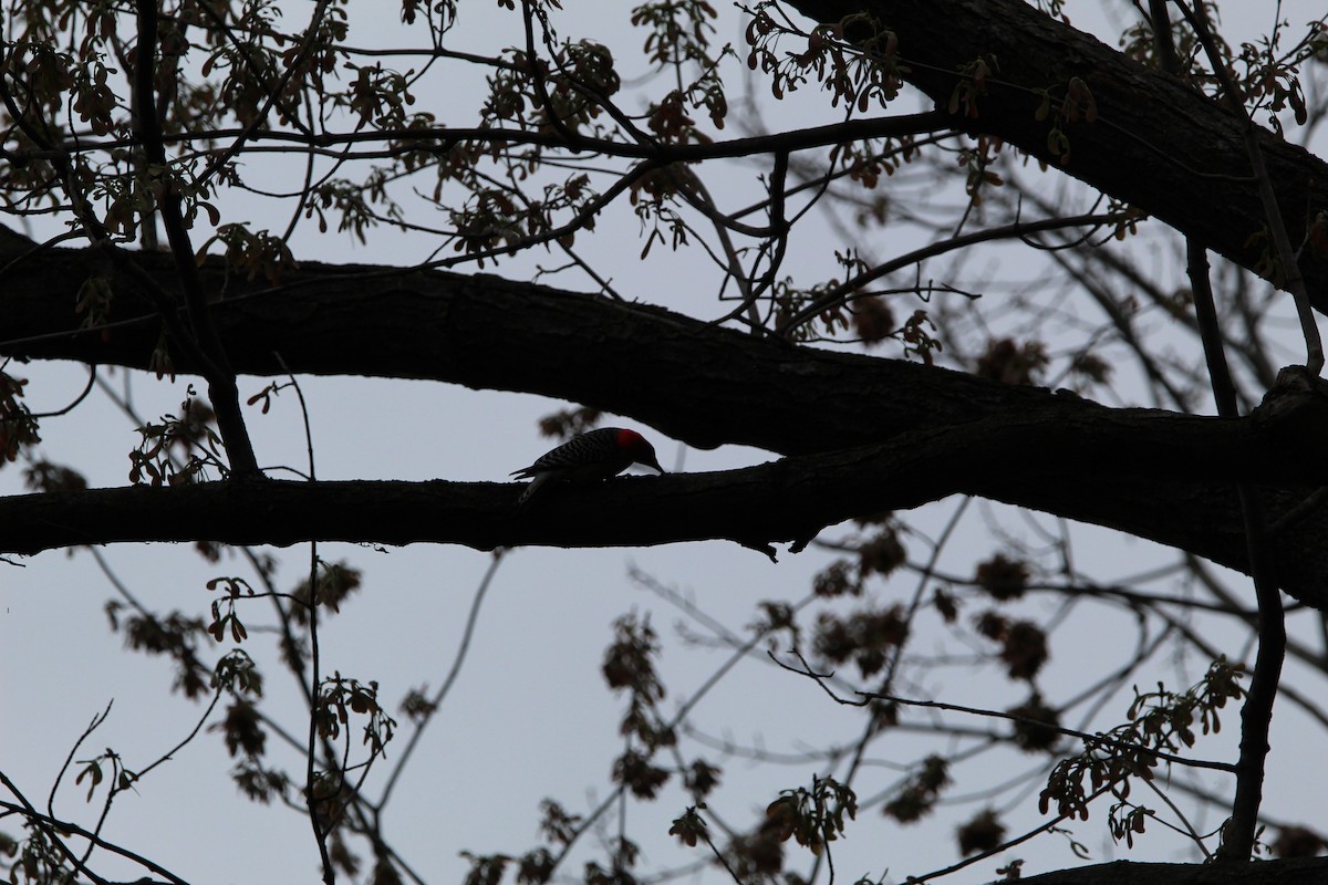 Red-bellied Woodpecker - ML616764429