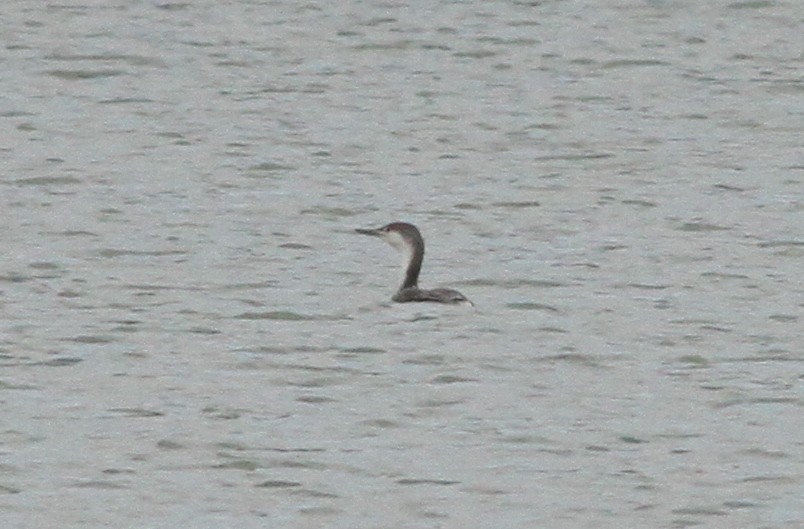 Red-throated Loon - ML616764563