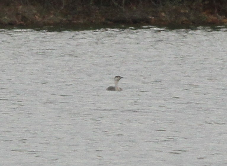 Red-throated Loon - ML616764571