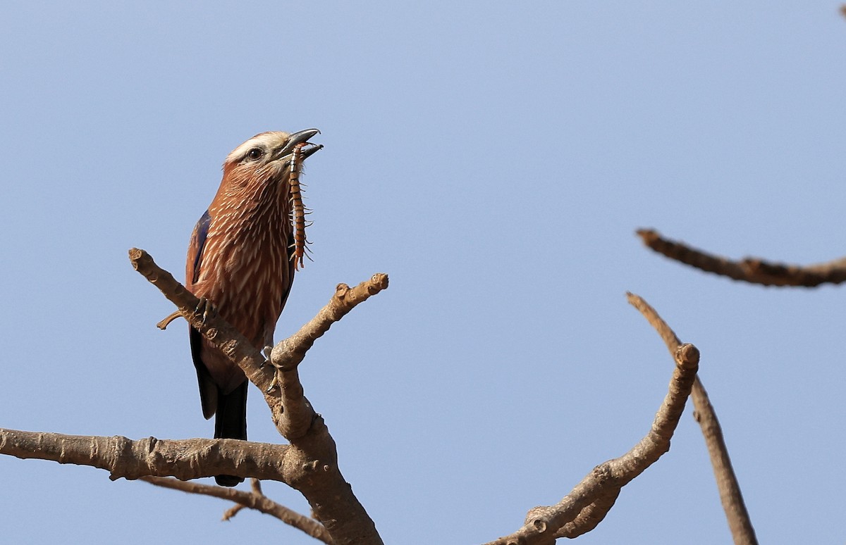Rufous-crowned Roller - Patrick MONNEY
