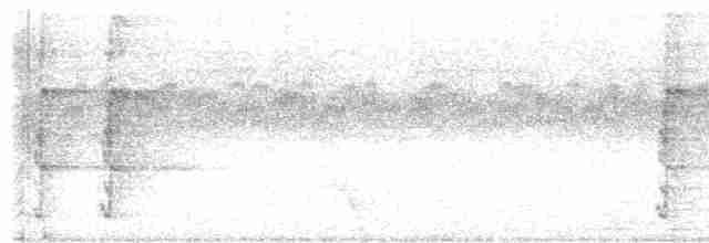 rosela černohlavá - ML616764746