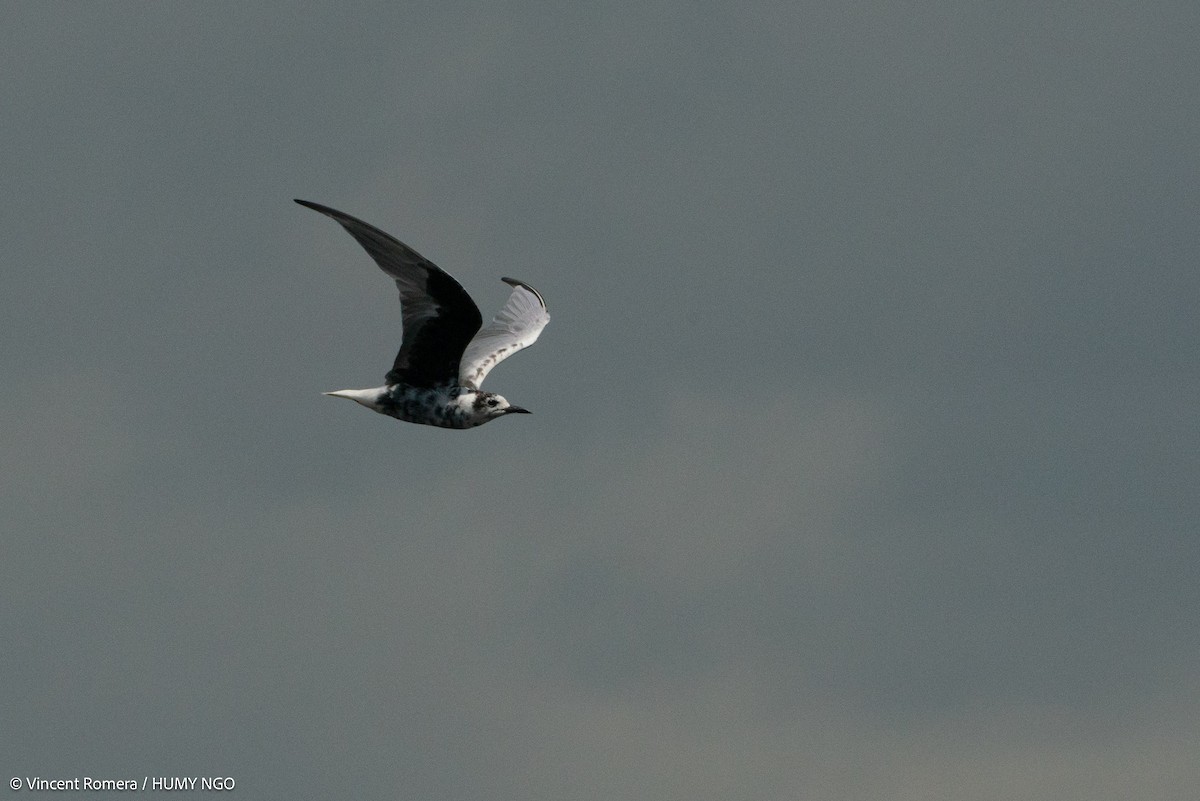 White-winged Tern - ML616764832