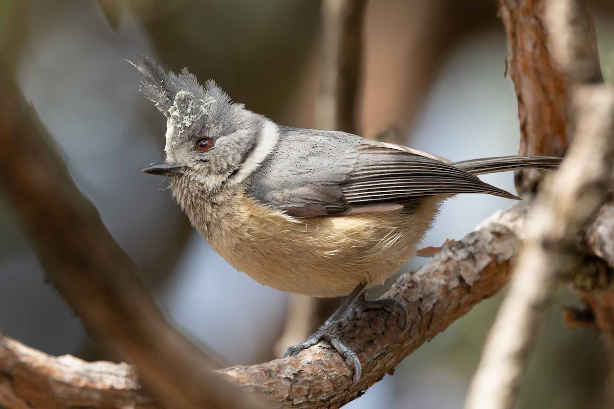 Gray-crested Tit - ML616764982