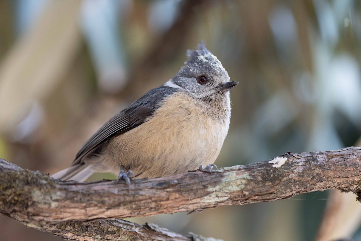 Gray-crested Tit - ML616764983
