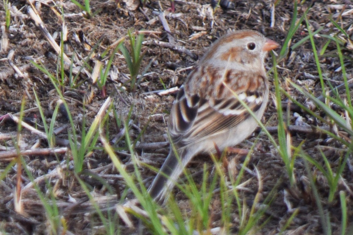 Field Sparrow - ML616765001