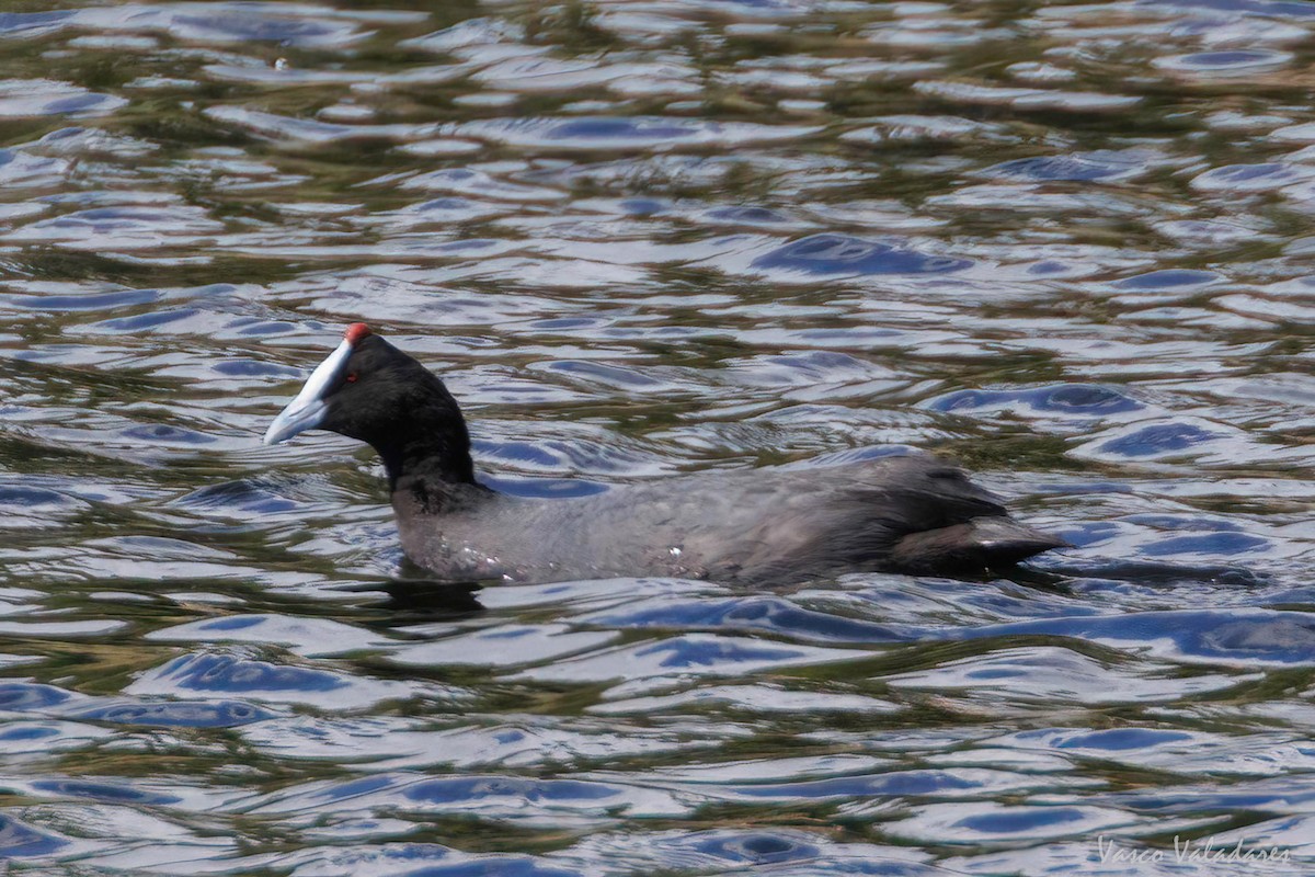 Red-knobbed Coot - ML616765006