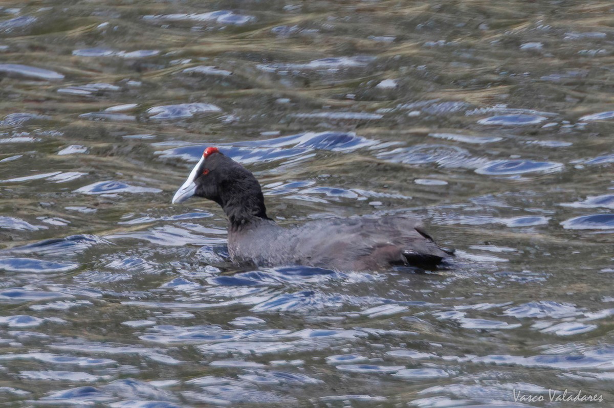 Red-knobbed Coot - ML616765007
