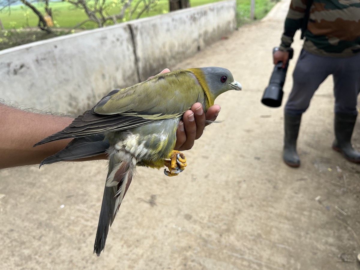 Yellow-footed Green-Pigeon - ML616765035