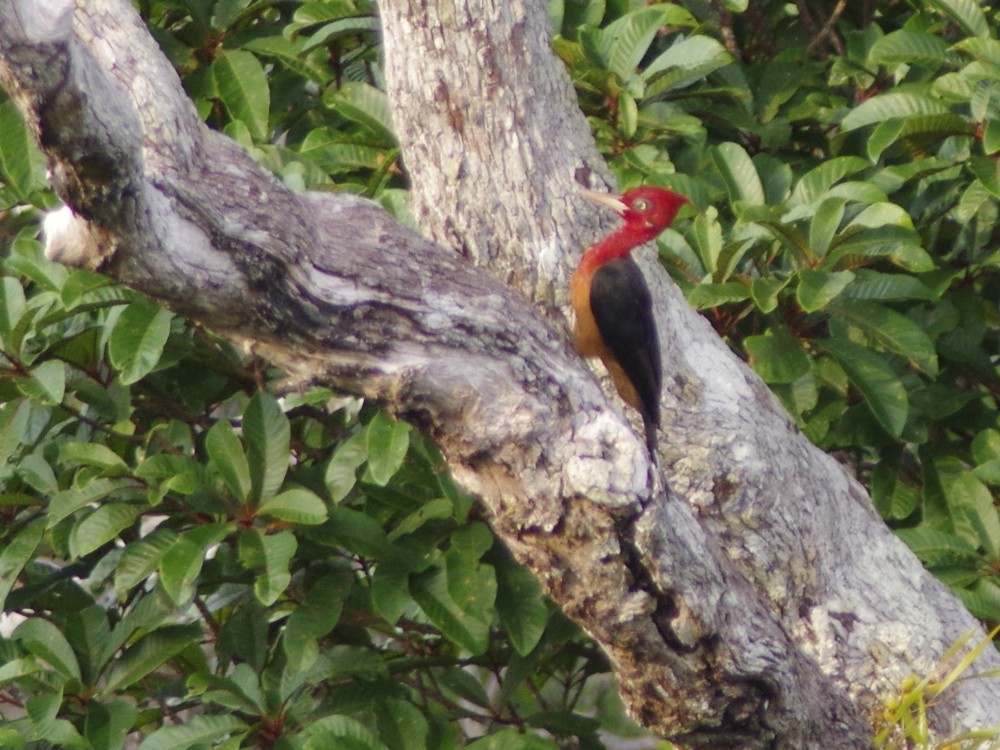 Red-necked Woodpecker - Volkov Sergey
