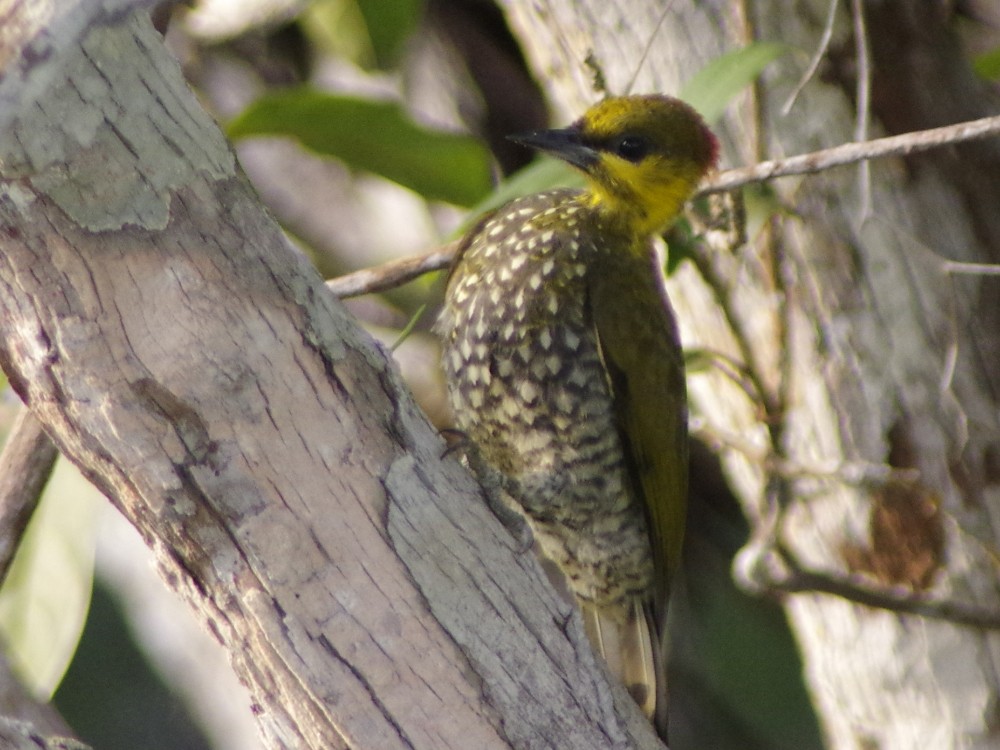 Yellow-throated Woodpecker - Volkov Sergey