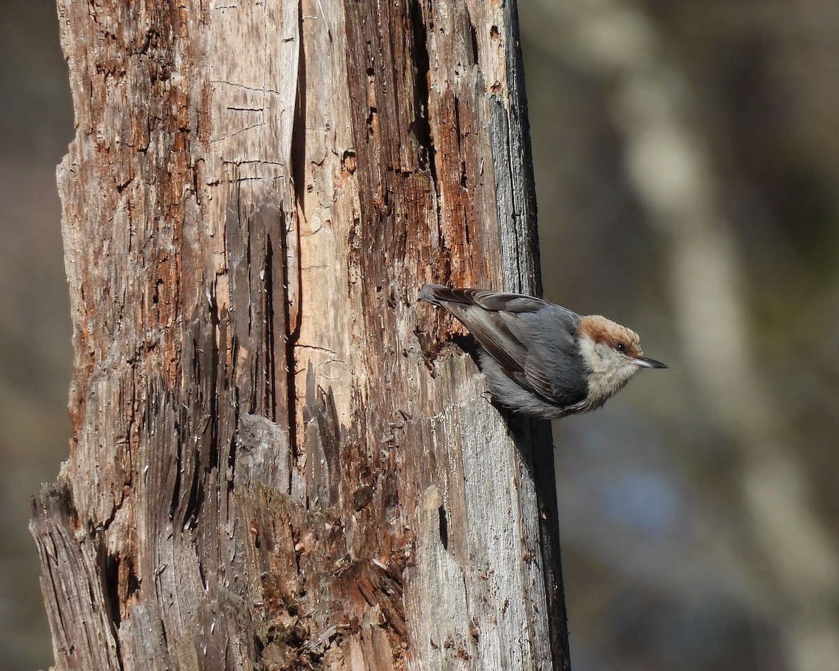 Brown-headed Nuthatch - ML616765202