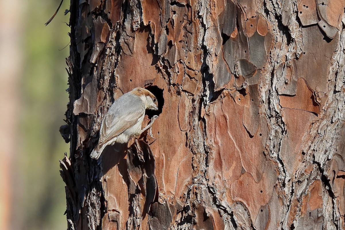 Brown-headed Nuthatch - ML616765203
