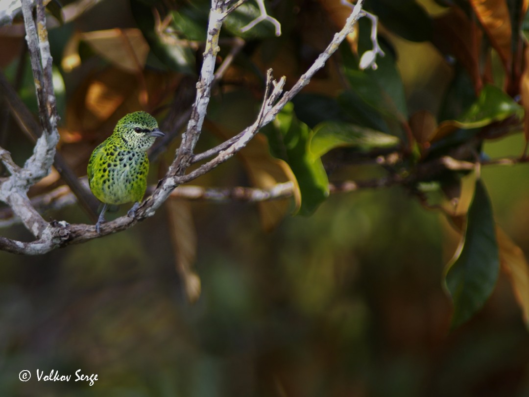Spotted Tanager - ML616765330
