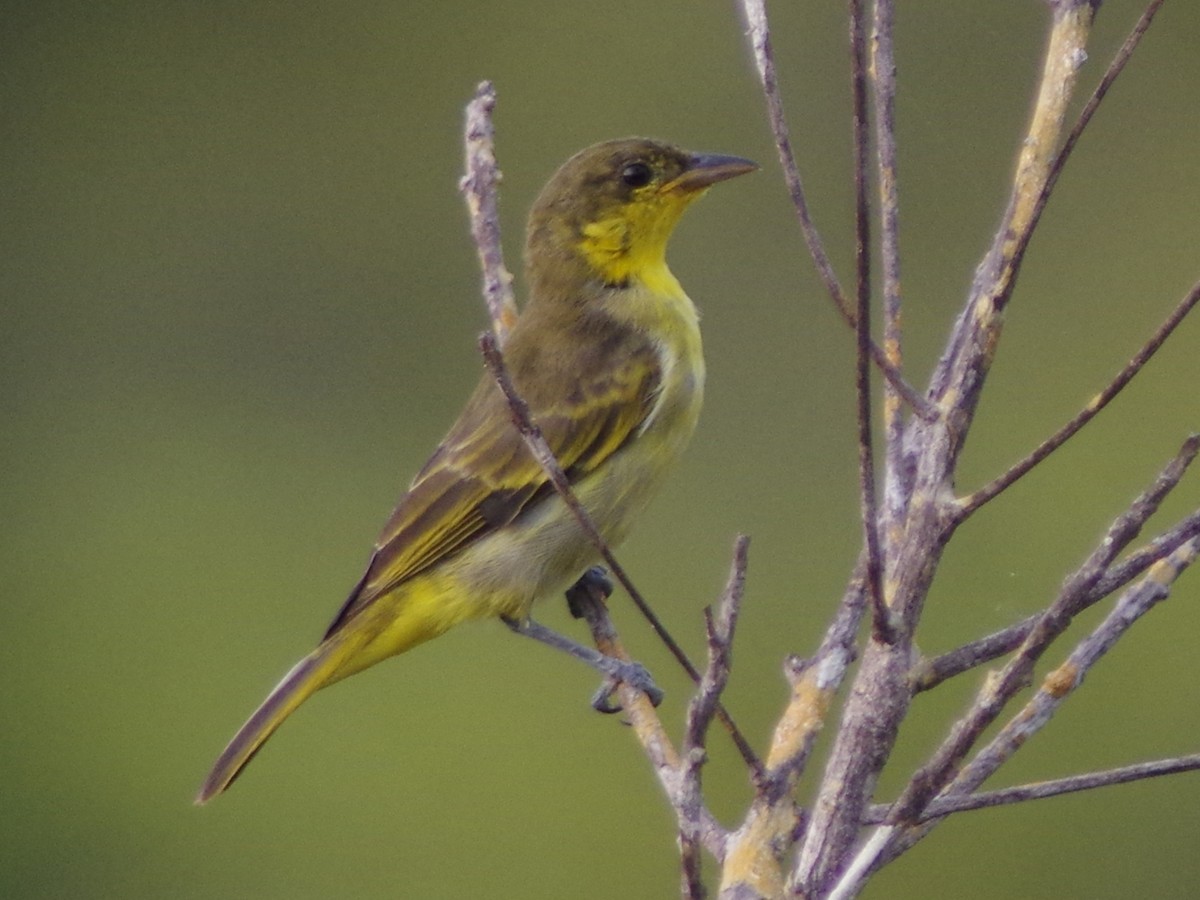 Yellow-backed Tanager - ML616765408