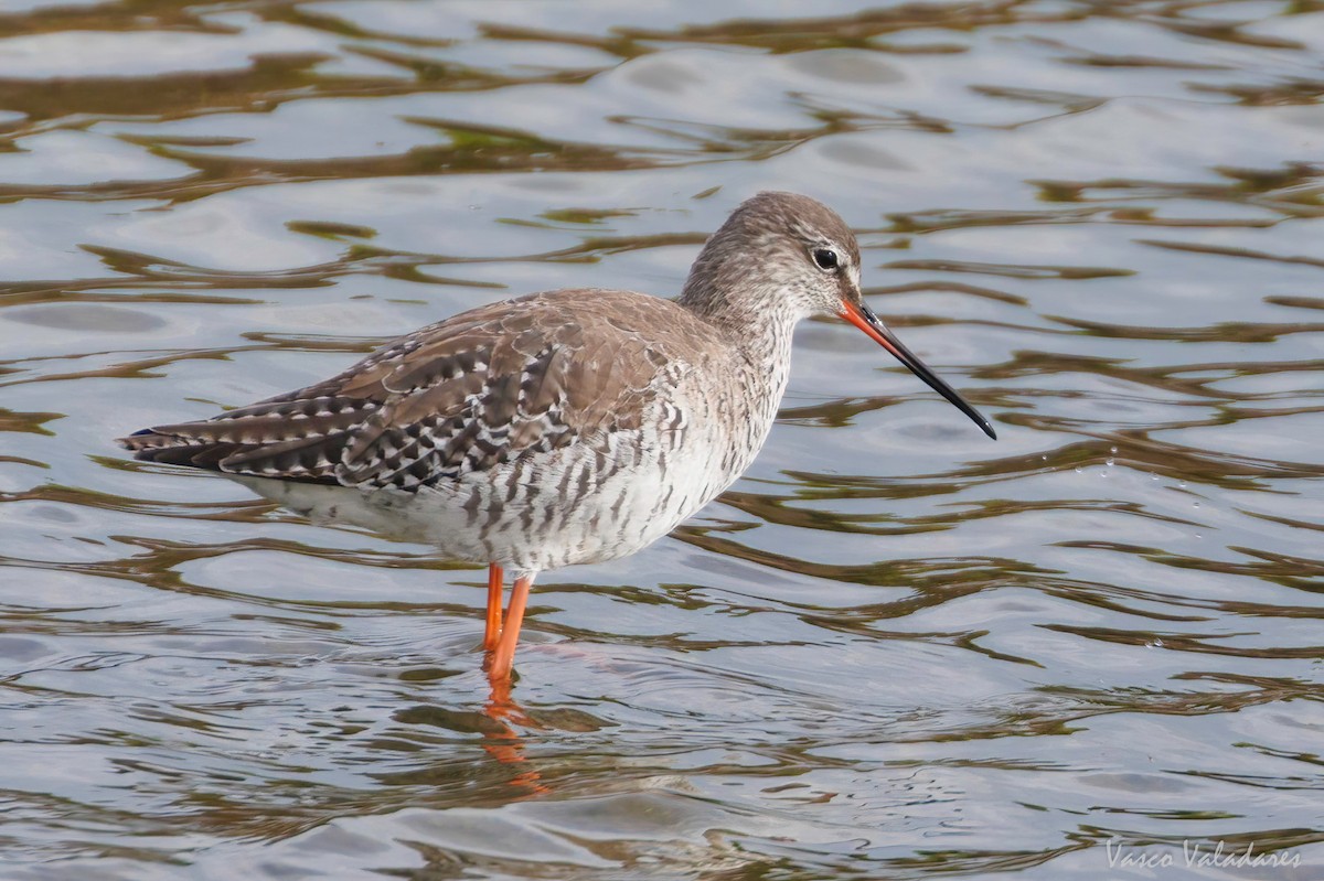 Spotted Redshank - ML616765409