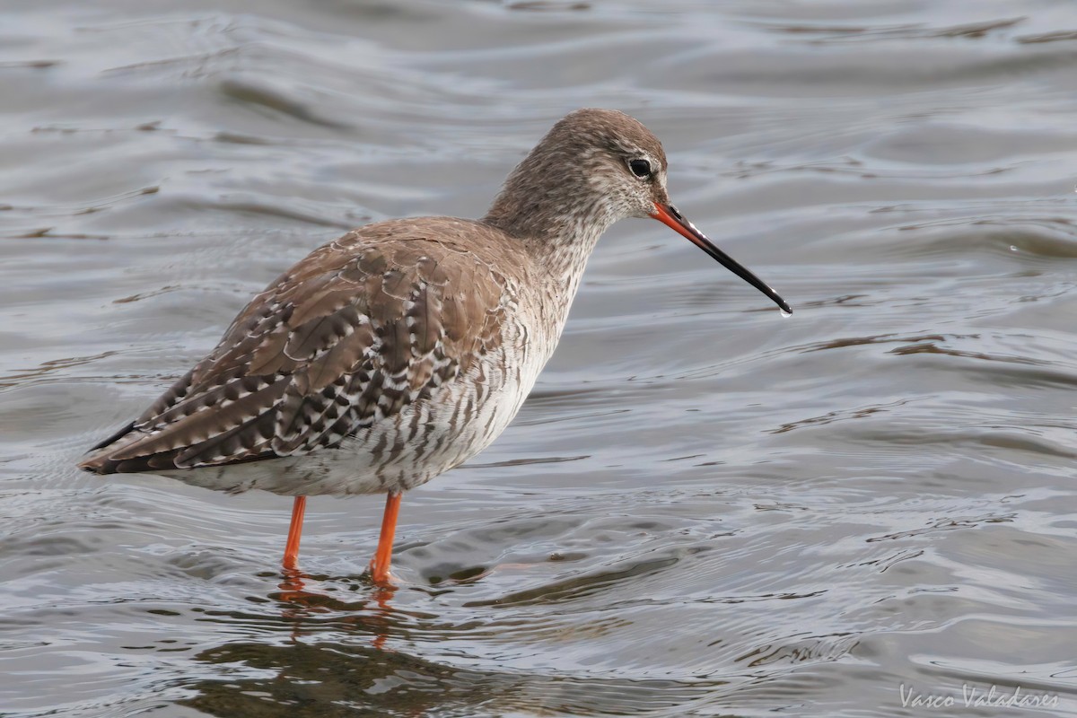 Spotted Redshank - ML616765410